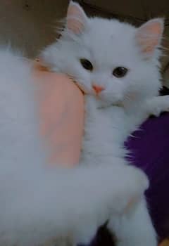 cat Persian white