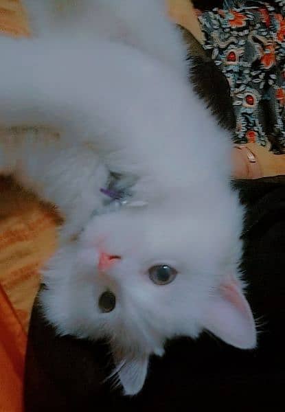 cat Persian white 1
