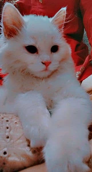 cat Persian white 2