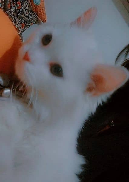 cat Persian white 3