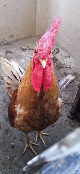 Desi Murga (Breader Cock) 0