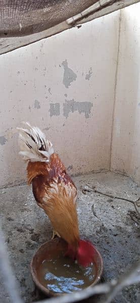 Desi Murga (Breader Cock) 6