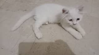 female Kitten for Sale