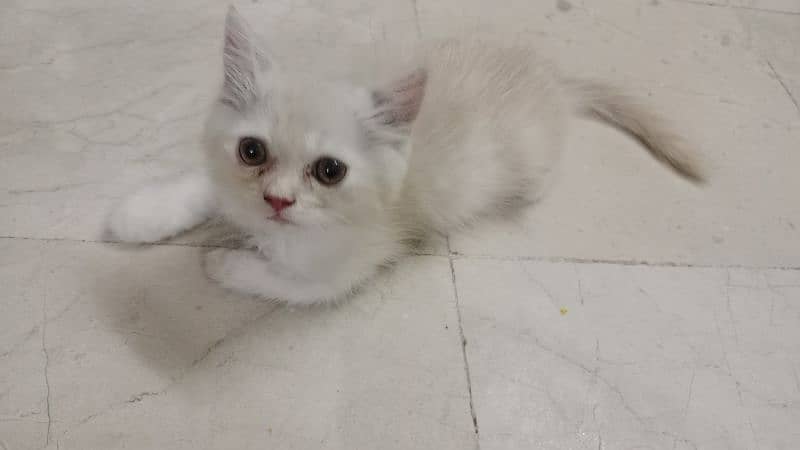 female Kitten for Sale 1