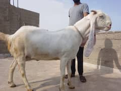 top quality gulabi bakri for sale