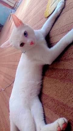 Persian cat single coat low price for sale