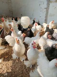 90 piece bantum young breeder  flock available for sale 0
