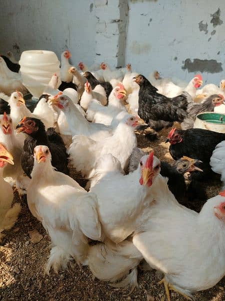 90 piece bantum young breeder  flock available for sale 1