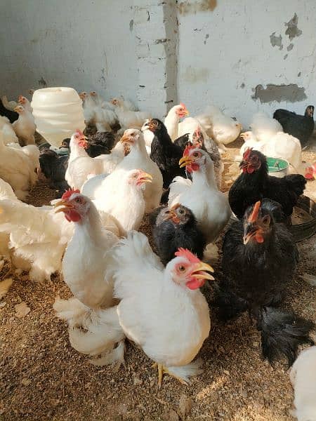 90 piece bantum young breeder  flock available for sale 2