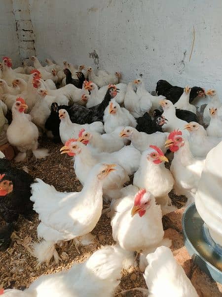 90 piece bantum young breeder  flock available for sale 4