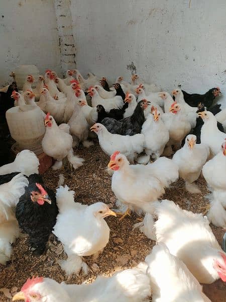 90 piece bantum young breeder  flock available for sale 5