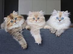 Persian cat / Persian kittens / triple coated / punch face /peki face