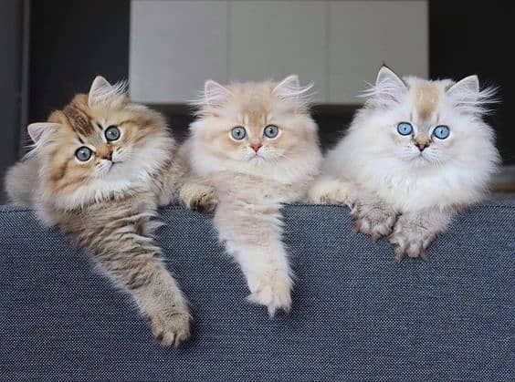 Persian cat / Persian kittens / triple coated / punch face /peki face 0