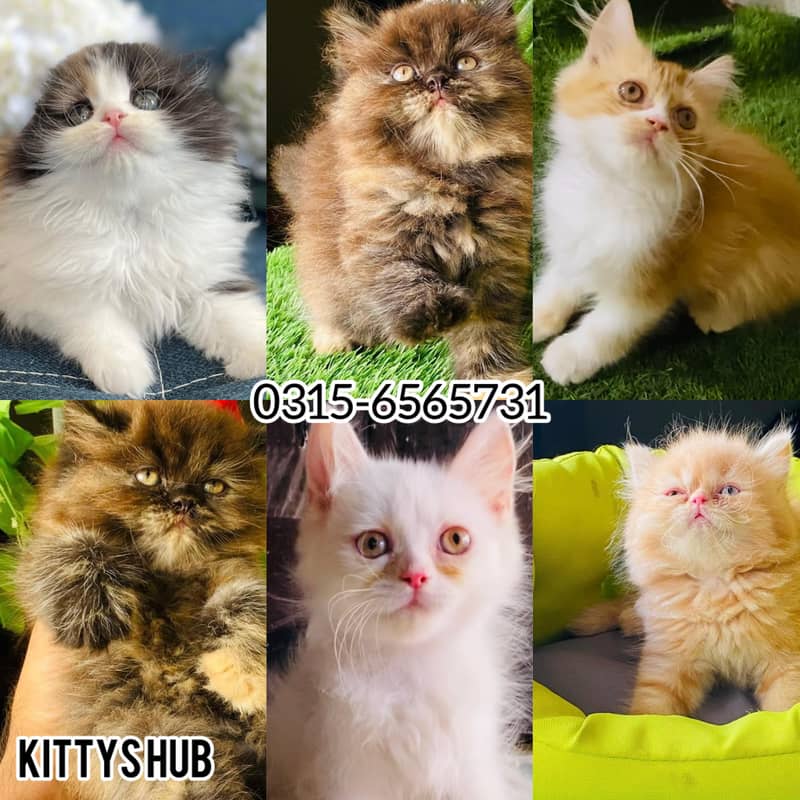 Persian cat / Persian kittens / triple coated / punch face /peki face 1