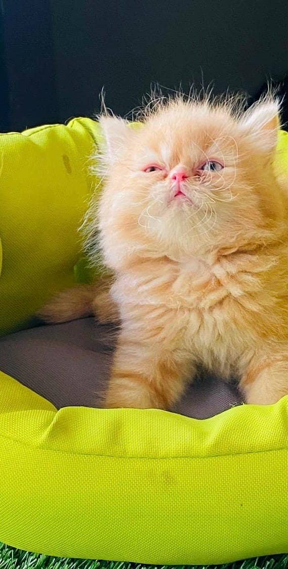 Persian cat / Persian kittens / triple coated / punch face /peki face 3