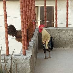 cock and hen 0