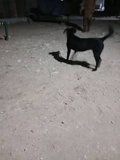 active dog