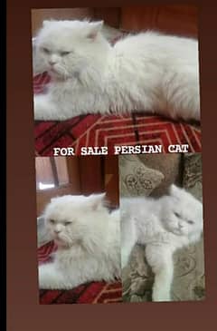 Percian cat for sale price 14k not fix price contact in WhatsApp