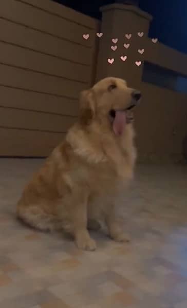 a cute pedigree golden retriever and fully trained and vaccinated 1