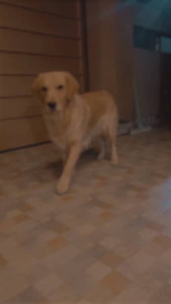 a cute pedigree golden retriever and fully trained and vaccinated 3