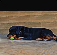 Rottweiler Male 100% Breed
