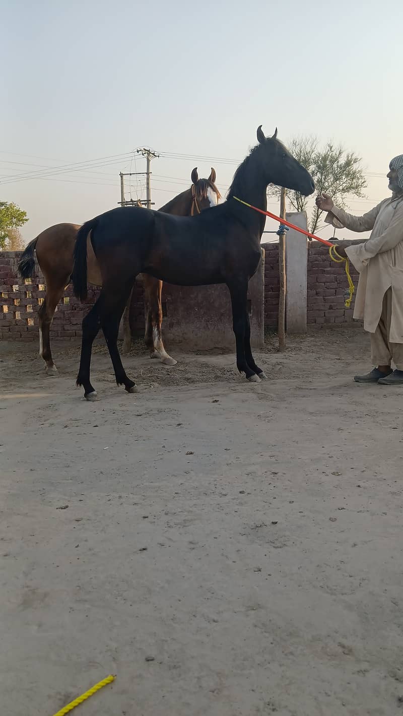 Horse for sale 1