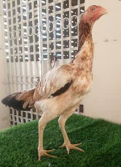 High-quality Turkish hint female for sale.