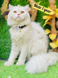 Persian Cat 0