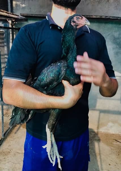 Black king Shamo Egg lying Females (pure black) For sale F1 bloodline 0