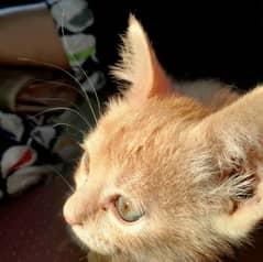 2 months Ginger color Persian Kitten