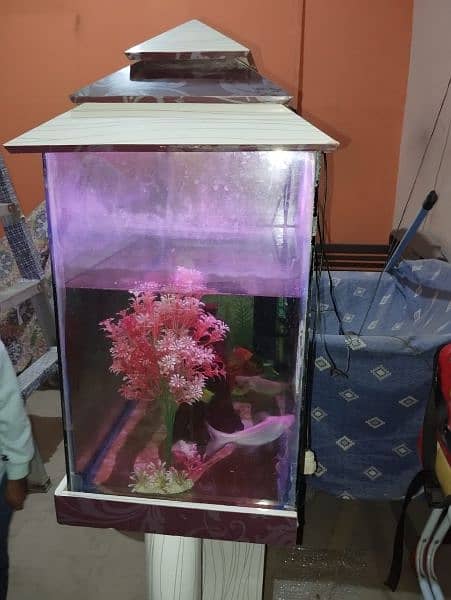 Fish Aquarium with 3 Fishes 3