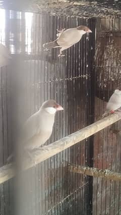 Fawn White silver confirm breeder pairs java birds