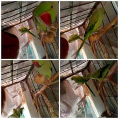 green parrot pair for sale