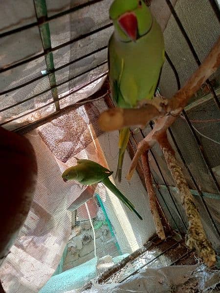 green parrot pair for sale 1