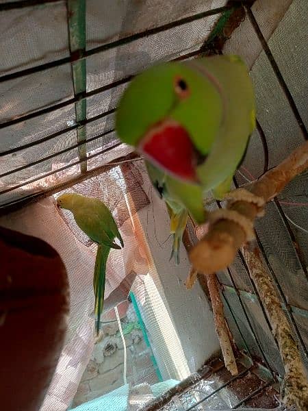 green parrot pair for sale 2