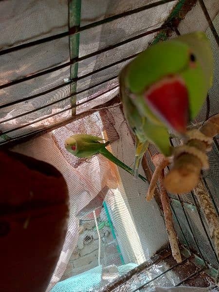 green parrot pair for sale 3