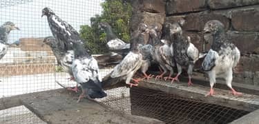 high quality qasoori breed baby pigeons