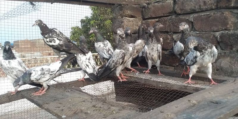 high quality qasoori breed baby pigeons 1