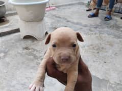 Pitbull Female puppy for Sell