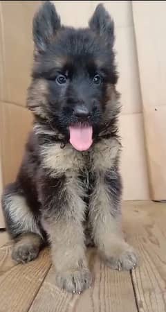 German Shepherd extreme quality puppies available for sale