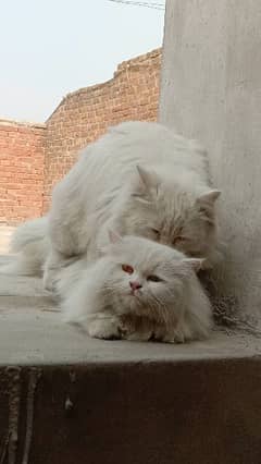 Persian stud male cat