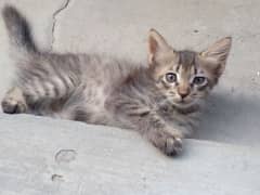 Persian Cat 5 Pairs 0