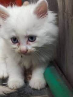 white persian beautiful male kitty 2 months age