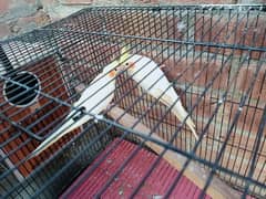 breeder cockatiel pair & folding 1.5/2 feet cage & box