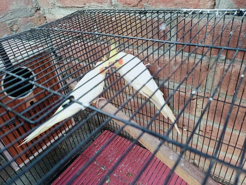 breeder cockatiel pair & folding 1.5/2 feet cage & box 1