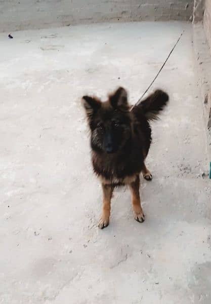 German Shepherd female for sale 1