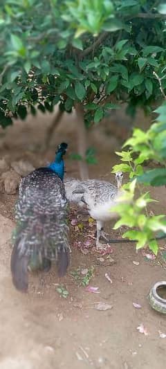 peafol peacock
