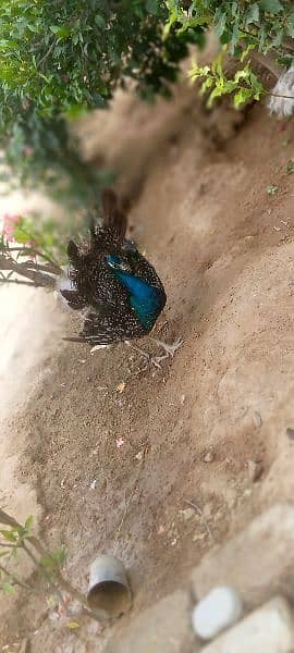peafol peacock 4