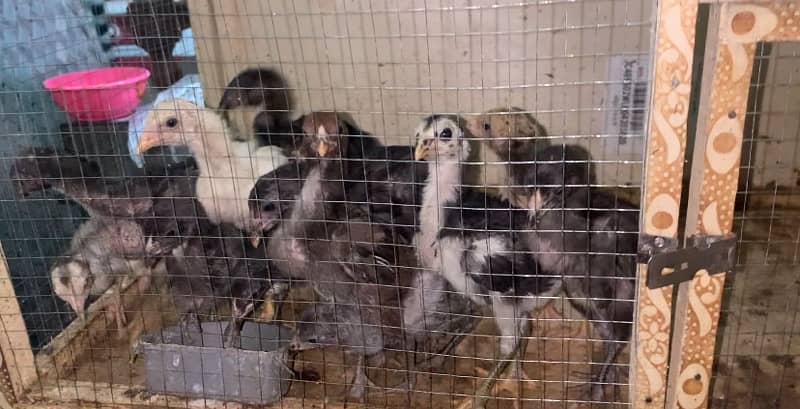 pure imported Thai Aseel chicks top quality 030848614O7 5