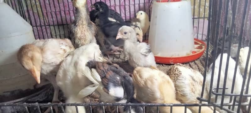 pure imported Thai Aseel chicks top quality 030848614O7 15